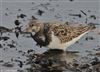 Turnstone