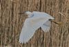 Little Egret