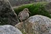 Purple Sandpiper