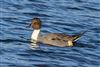 Pintail