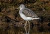 Greenshank