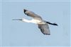 Spoonbill