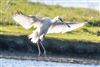 Spoonbill