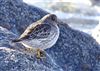 Purple Sandpiper