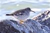 Purple Sandpiper