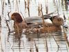 Wigeon