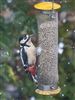 Great Spotted Woodpecker