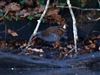 Water Rail