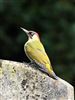 Green Woodpecker