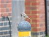 Black Redstart