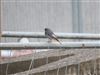 Black Redstart