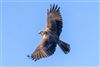 Marsh Harrier