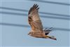 Marsh Harrier