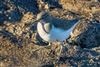 Common Sandpiper