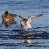 Bar-tailed Godwit