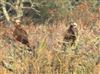 Marsh Harrier