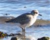 Grey Plover