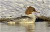 Goosander