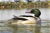 Goosander