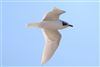 Mediterranean Gull