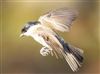 Marsh Tit