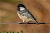 Coal Tit