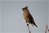 Waxwing