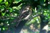 Lesser Redpoll