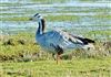 Bar-headed Goose