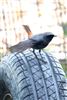 Black Redstart