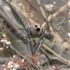 Waxwing