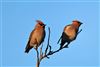 Waxwing