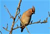 Waxwing