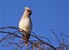 Waxwing