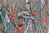 Waxwing