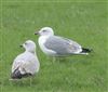 Yellow-legged Gull