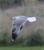 Yellow-legged Gull