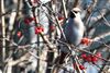 Waxwing