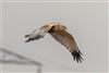 Marsh Harrier