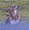 Buzzard