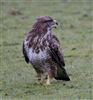 Buzzard