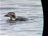 Long-tailed Duck