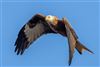 Red Kite