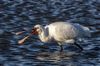 Spoonbill