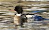 Red-breasted Merganser