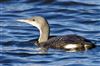 Black-throated Diver