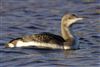 Black-throated Diver