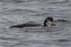 Great Northern Diver