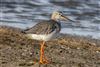 Spotted Redshank