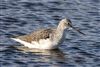 Greenshank